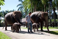 Tour to Bali Elephant Park